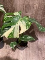 Rare Monstera Variegated Leaves (4” pot) - Image 11