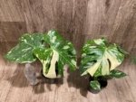 Rare Monstera Variegated Leaves (4” pot) - Image 5