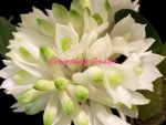 Dendrobium Hsinying Smile 'Mont Blanc’ (3.5” pot) - Image 2