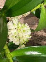 Dendrobium Hsinying Smile 'Mont Blanc’ (3.5” pot) - Image 4