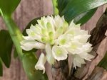 Dendrobium Hsinying Smile 'Mont Blanc’ (3.5” pot) - Image 3