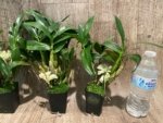 Dendrobium Hsinying Smile 'Mont Blanc’ (3.5” pot) - Image 7