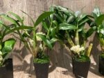 Dendrobium Hsinying Smile 'Mont Blanc’ (3.5” pot) - Image 5