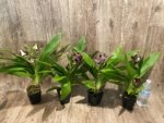 In Buds/ Bloom Galeopetalum Hokulea 'Red Stars' (Galeopetalum Starburst x Zygopetalum Advance) (3.5” Pot) - Image 11