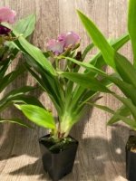 In Buds/ Bloom Galeopetalum Hokulea 'Red Stars' (Galeopetalum Starburst x Zygopetalum Advance) (3.5” Pot) - Image 7