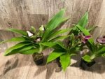In Buds/ Bloom Galeopetalum Hokulea 'Red Stars' (Galeopetalum Starburst x Zygopetalum Advance) (3.5” Pot) - Image 8