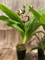In Buds/ Bloom Galeopetalum Hokulea 'Red Stars' (Galeopetalum Starburst x Zygopetalum Advance) (3.5” Pot) - Image 6