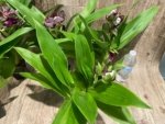 In Buds/ Bloom Galeopetalum Hokulea 'Red Stars' (Galeopetalum Starburst x Zygopetalum Advance) (3.5” Pot) - Image 4