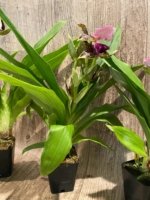 In Buds/ Bloom Galeopetalum Hokulea 'Red Stars' (Galeopetalum Starburst x Zygopetalum Advance) (3.5” Pot) - Image 9