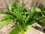 Double Spikes Galeopetalum Hokulea 'Red Stars' (Galeopetalum Starburst x Zygopetalum Advance) (3.5” Pot) - Image 3