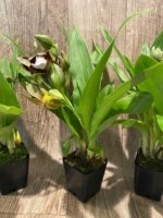 Double Spikes Galeopetalum Hokulea 'Red Stars' (Galeopetalum Starburst x Zygopetalum Advance) (3.5” Pot) - Image 5