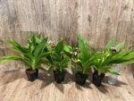 Double Spikes Galeopetalum Hokulea 'Red Stars' (Galeopetalum Starburst x Zygopetalum Advance) (3.5” Pot) - Image 11