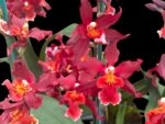 Double Spikes Oncidium Aloha Kapoho (3.5” pot) - Image 4