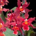 In Spikes Oncidium Aloha Kapoho (3.5” pot)
