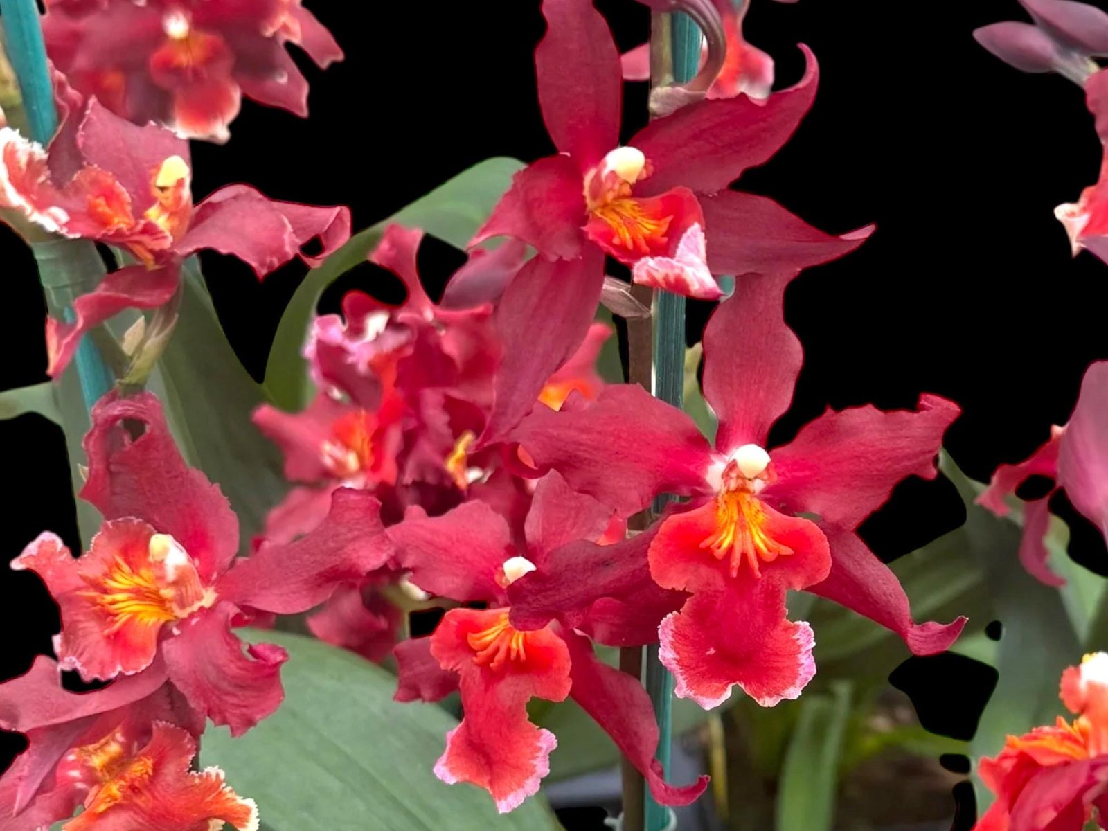 il_fullxfull.8435991420_9zvz.jpg In Spikes Oncidium Aloha Kapoho (3.5” pot) - Image 1