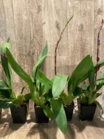 In Spikes Oncidium Aloha Kapoho (3.5” pot) - Image 3