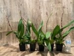In Spikes Oncidium Aloha Kapoho (3.5” pot) - Image 7