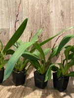 Double Spikes Oncidium Aloha Kapoho (3.5” pot) - Image 6