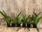 Double Spikes Oncidium Aloha Kapoho (3.5” pot) - Image 10