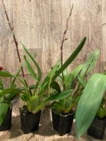Double Spikes Oncidium Aloha Kapoho (3.5” pot) - Image 7