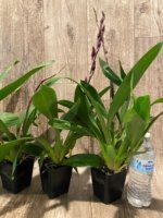 Double Spikes Oncidium Aloha Kapoho (3.5” pot) - Image 8