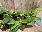 In Spike Paph. Pinocchio x sib Sequential Bloom(3.5” pot) - Image 5