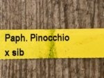 In Spike Paph. Pinocchio x sib Sequential Bloom(3.5” pot) - Image 10