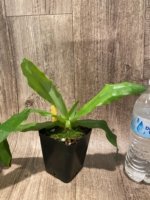 Paph. Pinocchio x sib Sequential Bloom (Blooming Size) (3.5” pot) - Image 7