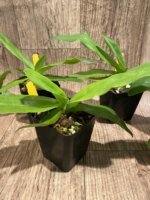 Paph. Pinocchio x sib Sequential Bloom (Blooming Size) (3.5” pot) - Image 4