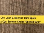 In Spike Cycnoches Jean E. Monnier 'Dark Spots' × Cyc. Brown's Choice 'Spotted Swan' (2” pot) - Image 5