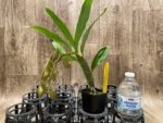 In Spike Cycnoches Jean E. Monnier 'Dark Spots' × Cyc. Brown's Choice 'Spotted Swan' (2” pot) - Image 2