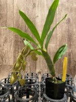 In Spike Cycnoches Jean E. Monnier 'Dark Spots' × Cyc. Brown's Choice 'Spotted Swan' (2” pot) - Image 4