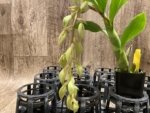 In Spike Cycnoches Jean E. Monnier (2” pot)