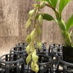 In Spike Cycnoches Jean E. Monnier (2” pot)