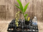 In Spike Cycnoches Jean E. Monnier (2” pot) - Image 3