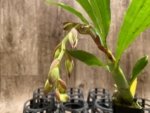 In Spike  Cycnoches cooperi 'Dark Star' × Cyc. Richard Brandon 'Sun Spots' (2” pot)