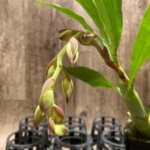 In Spike  Cycnoches cooperi 'Dark Star' × Cyc. Richard Brandon 'Sun Spots' (2” pot)