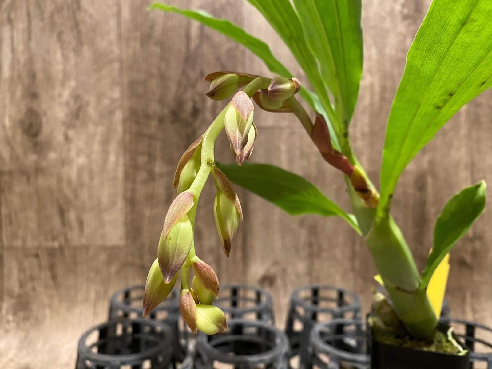 il_fullxfull.8437380094_sjl0.jpg In Spike Cycnoches cooperi 'Dark Star' × Cyc. Richard Brandon 'Sun Spots' (2” pot) - Image 1