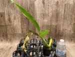 In Spike  Cycnoches cooperi 'Dark Star' × Cyc. Richard Brandon 'Sun Spots' (2” pot) - Image 4