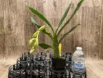 In Spike  Cycnoches cooperi 'Dark Star' x Cyc. Richard Branton 'Heavy Spots' (2” pot) - Image 3