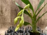 In Spike  Cycnoches cooperi 'Dark Star' x Cyc. Richard Branton 'Heavy Spots' (2” pot)