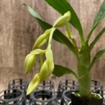 In Spike  Cycnoches cooperi 'Dark Star' x Cyc. Richard Branton 'Heavy Spots' (2” pot)