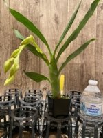 In Spike  Cycnoches cooperi 'Dark Star' x Cyc. Richard Branton 'Heavy Spots' (2” pot) - Image 2