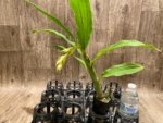 In Spike  Cycnoches William Clarke '#2' × Cyc. Richard Brandon 'Spotted Lip' (2” pot) - Image 4