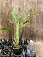 In Spike  Cycnoches William Clarke '#2' × Cyc. Richard Brandon 'Spotted Lip' (2” pot) - Image 3