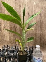 In Spike Cycnoches Cygnus Atratus 'Firebird' AMIAOS × Cyc. Brown's Choice 'Spotted Swan' (2” pot) - Image 3