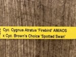 In Spike Cycnoches Cygnus Atratus 'Firebird' AMIAOS × Cyc. Brown's Choice 'Spotted Swan' (2” pot) - Image 5