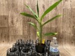 In Spike Cycnoches Cygnus Atratus 'Firebird' AMIAOS × Cyc. Brown's Choice 'Spotted Swan' (2” pot) - Image 2
