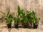 Double Spikes Zypgopetalum Jumpin Jack (3.5" pot) - Image 2