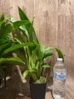 Double Spikes Zypgopetalum Jumpin Jack (3.5" pot) - Image 8